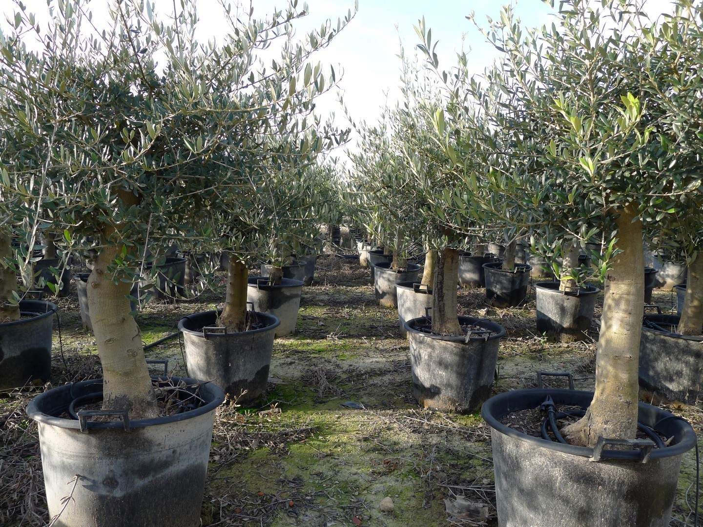 Een olijfboom voor in de tuin!